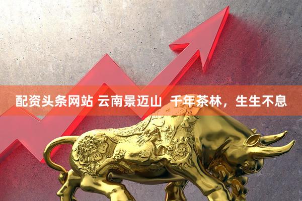 配资头条网站 云南景迈山  千年茶林，生生不息
